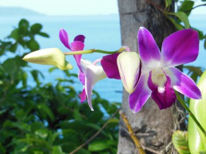 wilde Orchideen