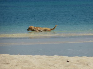 Golden Retriever  auf Fischjagt